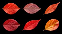Autumn leaves in red, burgundy, and orange tones isolated on transparent background. Ready for clipart, t-shirt design, stickers, sublimation, and print-on-demand projects.