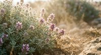 Wild thyme herb blooming in golden sunlight, purple flowers glowing in warm rays, natural aromatic plant growing in dry soil outdoors.