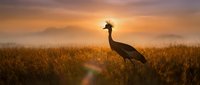Crowned crane silhouette standing in golden grassland during dramatic sunrise with warm orange sky and misty mountains in background creating peaceful wildlife scene.