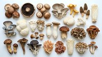 Assorted fresh mushroom varieties arranged on white background including shiitake, oyster, portobello, enoki and other edible fungi for culinary cooking.