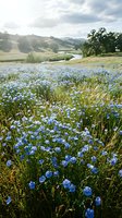 Rolling hills covered in blue wildflowers with winding river and oak trees under cloudy sky creating serene pastoral landscape for nature and travel content.