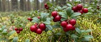 Fresh red cranberries growing on green bushes in natural forest environment, ripe berries ready for harvest in autumn woodland setting.