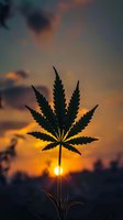 Cannabis leaf silhouette against dramatic orange sunset sky with glowing sun and clouds, creating artistic natural backlighting effect for wellness concept.