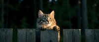 Tabby cat peeking over wooden fence with alert expression, outdoor garden setting with dark background, suitable for pet, animal behavior, and nature content.