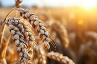 Golden ripe wheat ears in field at sunset, close up view of harvest ready cereal crop with warm sunlight and bokeh background, agriculture concept.