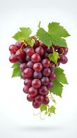 Fresh red grapes cluster with green leaves isolated on white background for healthy food and wine industry designs.