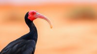 Southern bald ibis with distinctive red head and curved beak against soft orange background, showcasing unique wildlife profile in natural habitat.