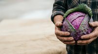 Farmer holding fresh purple cabbage with soil on hands, wearing plaid shirt, agricultural harvest and organic produce concept.