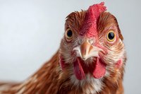 Close-up portrait of brown hen with red comb and wattles looking directly at camera against neutral background for poultry farming content.