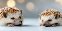 Two adorable hedgehogs facing each other on white surface with soft bokeh background, creating sweet and tender moment between small spiky mammals.