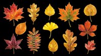 Colorful autumn leaves collection isolated on transparent background, ready for clipart, stickers, t-shirt design, sublimation, and print on demand projects.