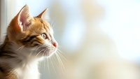 Adorable orange tabby kitten with white markings gazing thoughtfully out window, soft natural lighting creates warm peaceful domestic scene for pet care content.
