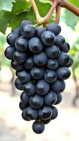 Fresh cluster of ripe dark purple grapes hanging from vine with green leaves in background, showing natural bloom on fruit surface. Macro food photography.