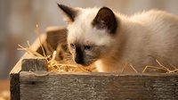 Siamese kitten exploring a rustic wooden box filled with golden straw in warm sunlight, capturing a curious and playful moment.