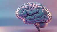 Human brain anatomy model with iridescent metallic surface showing detailed neural pathways and cerebral cortex structure for medical education and neuroscience research.