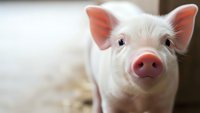 Adorable young pig with pink snout and ears looking at camera in farm setting. Cute piglet portrait for agriculture, livestock, and animal welfare concepts.