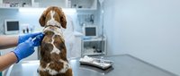 Veterinarian in blue gloves examining brown and white spaniel dog from behind in modern clinic setting with medical equipment visible.