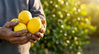 Farmer holding fresh yellow lemons in hands at harvest time in orchard garden. Agricultural produce for food and beverage industry.
