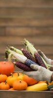 Hand holding bundle of fresh corn with purple and yellow kernels against rustic wooden background. Autumn harvest and farm produce concept for seasonal marketing and agricultural themes.