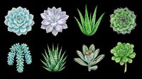 Watercolor succulent plants set isolated on transparent background, ready for stickers, t-shirt design, clipart, print on demand, and sublimation projects.