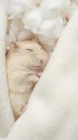 Adorable sleeping hamster nestled in soft white cotton bedding with peaceful expression and tiny pink nose visible in cozy nest.