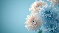Delicate chrysanthemum flowers in soft pastel blue and pink tones against turquoise background, creating dreamy romantic mood for wedding and celebration designs.