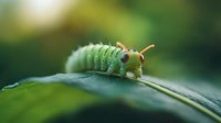 Macro photography of green caterpillar with distinctive orange antennae crawling on dark leaf surface against blurred natural background, showing intricate details and texture.