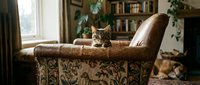 Tabby cat perched on vintage patterned armchair in cozy home library with bookshelves, plants, and natural window light for interior design and lifestyle content.