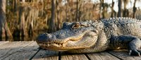 Large American alligator resting on wooden dock in natural swamp habitat with cypress trees and Spanish moss in background during golden hour lighting.