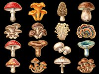 Watercolor mushroom collection isolated on transparent background, featuring amanita, chanterelle, morel, porcini, and more, ready for stickers, t-shirt design, and print on demand.