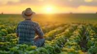 Caucasian male farmer in plaid shirt and hat sitting in sunflower field during golden sunset, rear view of agricultural worker observing crop growth in summer evening.
