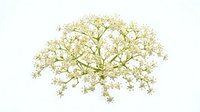 Delicate cluster of tiny pale yellow star-shaped flowers with green stems on white background, suitable for wedding arrangements, floral design, and botanical illustrations.
