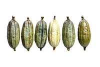 Six fresh cocoa pods in different shades of green and yellow arranged in row on white background, isolated botanical food illustration for culinary design.