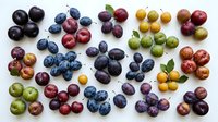 Assorted fresh grapes in various colors including red, green, black, and purple varieties arranged on white background, suitable for food photography, culinary design, and healthy eating content.