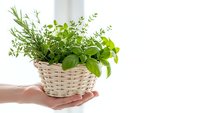 Fresh herbs in wicker basket held by hands on white background. Organic cooking ingredients including rosemary, basil and thyme for culinary use.