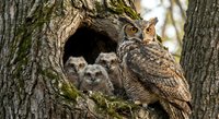 Great horned owl family with adult and fluffy owlets in tree hollow nest cavity during spring nesting season in natural woodland habitat.