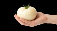Hand holding a white heirloom tomato, isolated on transparent background. Ready for stickers, print on demand, T-shirt design, clipart, and sublimation projects.