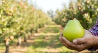 Green pear held in farmer's hand at orchard during harvest season. Fresh fruit agriculture and farming concept for food production and organic cultivation.