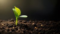 Young green plant seedling emerging from rich dark soil with bright sunlight creating natural growth and development concept for environmental projects.