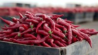 Fresh red chili peppers piled high in rustic wooden box at market, vibrant spicy ingredients ready for cooking, close-up view of raw cayenne peppers.