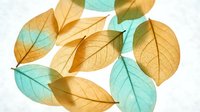 Delicate translucent leaves in golden yellow and mint green tones with visible veins, creating an elegant botanical composition for nature-inspired designs.