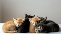 Group of adorable sleeping kittens in orange, black and tabby colors cuddled together on white surface for pet care and animal welfare content.