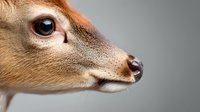 Close-up profile view of young deer head showing delicate features, soft brown fur, dark eye, and black nose against neutral gray background.