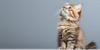 Curious Maine Coon kitten with fluffy fur looking up against gray background. Long-haired feline with distinctive facial features and alert expression in studio setting.