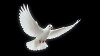 White dove flying with outstretched wings against black background, symbolizing peace, freedom and spirituality for religious and conceptual designs.
