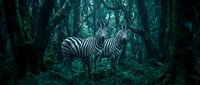 Zebra standing in mystical dark forest with ethereal lighting and lush green vegetation creating dramatic wildlife scene for nature photography projects.