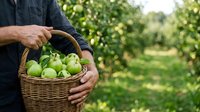 Farmer holding wicker basket filled with fresh green apples in orchard during harvest season, agricultural produce collection.
