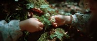 Gentle hands carefully nurturing delicate white wildflowers growing among moss-covered rocks in natural forest environment for gardening concepts.
