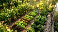 Organic vegetable garden with raised beds growing fresh lettuce, herbs and crops in backyard during golden hour sunlight for sustainable living.