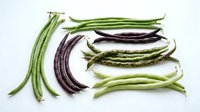 Long green beans and dark purple beans arranged on white background, isolated fresh vegetables for cooking and nutrition content.